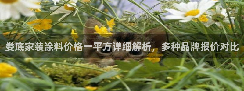 和记ag旗舰：娄底家装涂料价格一平方详细解析，多种品牌报价对比